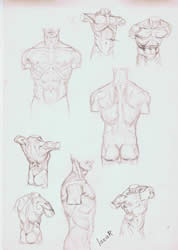 Torso study | pencil on paper - 12 x 8 inch